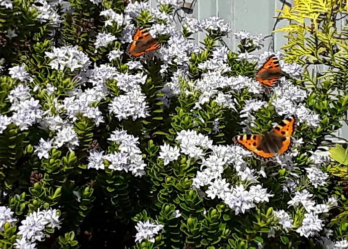 Meadowbrook * Rathdrum